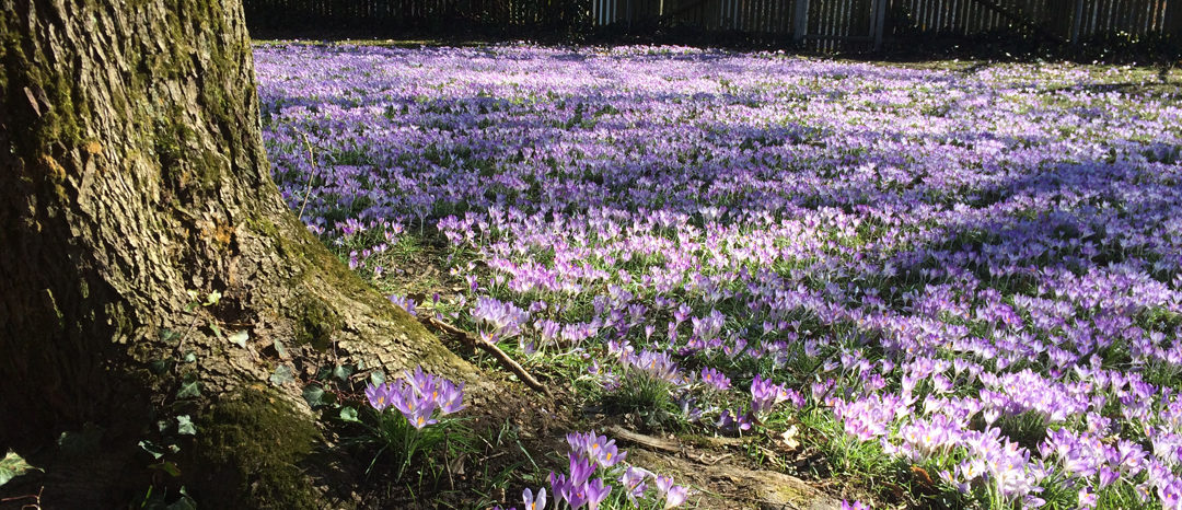 SG #098: Frühling