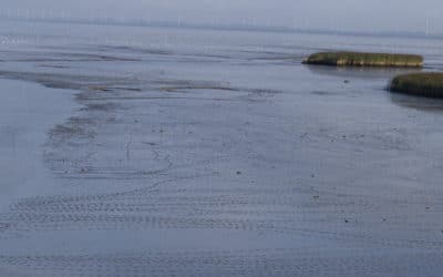 SG #104: Halligen und Watt