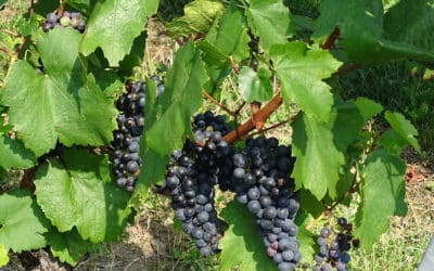 SG #135: Deutscher Wein