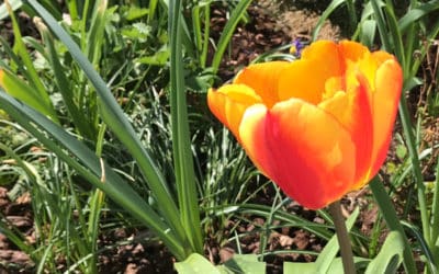 SG #166: Im Garten