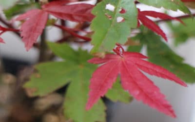 Die Hobbys der Deutschen – SG #218