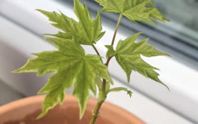 Garten und Balkon in Deutschland – SG #236